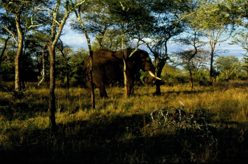 Dieser Elefant wird gleich den Baum umgeworfen haben den er mit Kopf und Rssel umdrckt. Gesehen auf einer Fotosafari im Mai 1990 im Sabi Sabi Private Game Reserve in Sdafrika