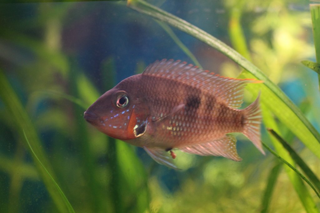 Dieser Feuermaulbuntbarsch (Thorichthys meeki) ist nich so friedlich, wie oft angegeben wird. Er jagt allem hinterher, was etwa die gleiche Gre hat. Am wenigsten mag er Welse.