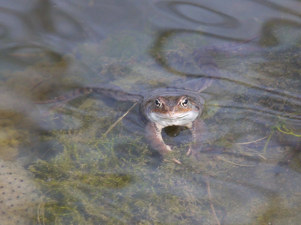 Dieser Frosch schaut aus einem Tmpel in der Schsischen Schweiz, 17.04.2013
