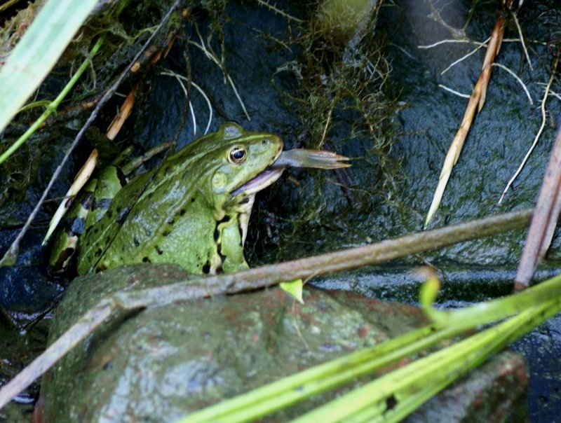 Dieser Frosch schnappte sich einen kleinen Barsch beim auspumpen meines Teiches.