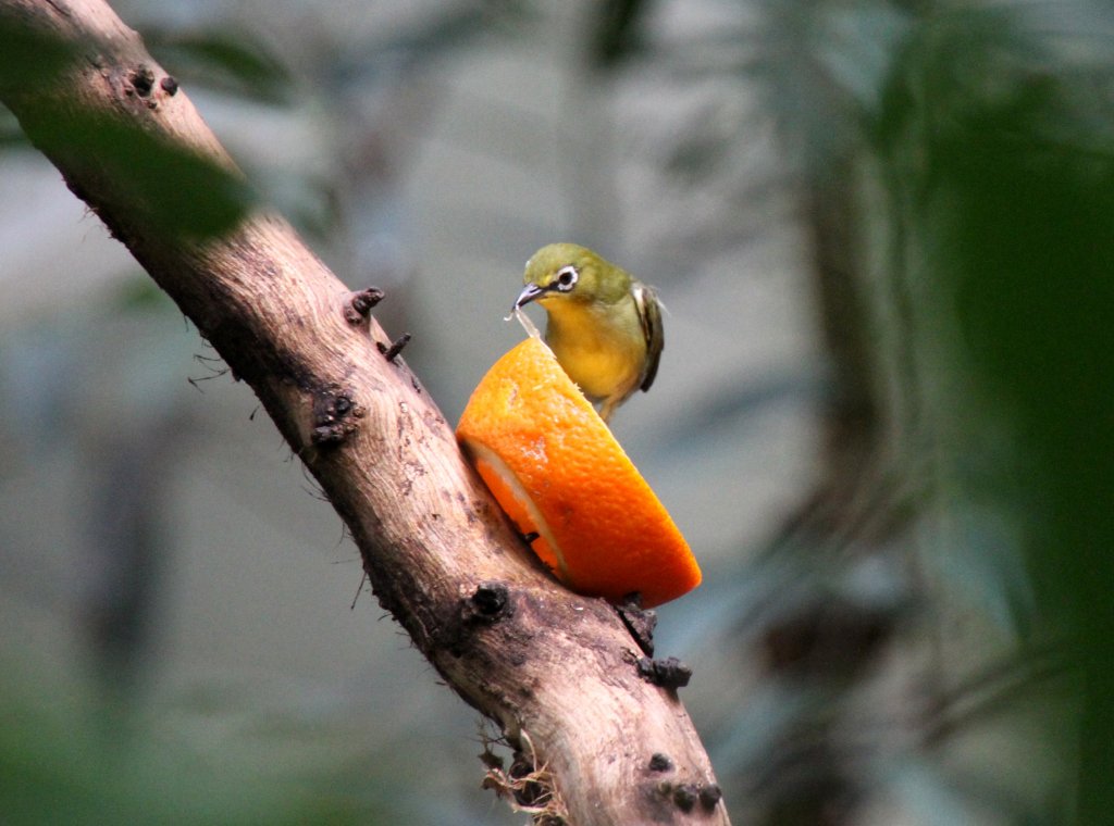 Dieser Ganges-Brillenvogel (Zosterops palpebrosus) zupft sich einen Saftschlauch aus einer Orange. Zoo Berlin am 11.3.2010.