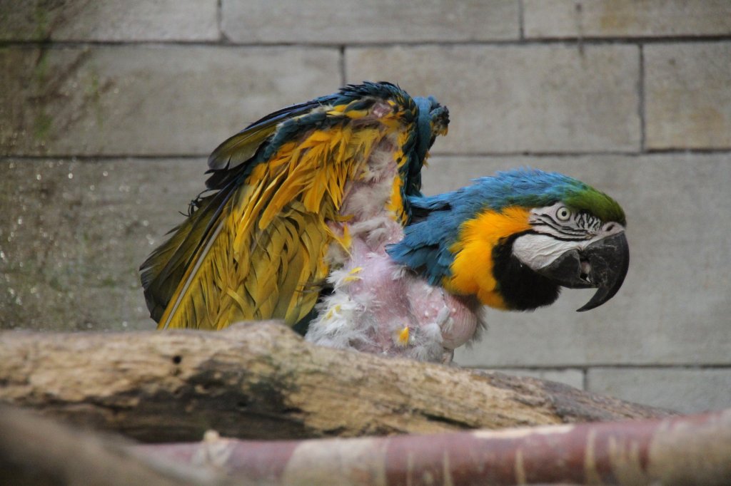 Dieser Gelbbrustara (Ara ararauna) zeigt, wie er unter seinen Federn aussieht. Zoo Berlin am 11.3.2010.