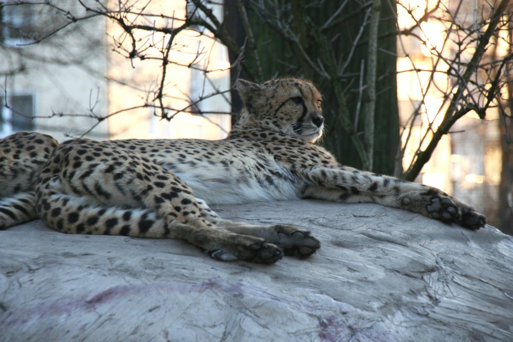 Dieser Gepard ruht sich trotz Klte entspannt auf einem Stein aus. Zoo Dresden am 7.12.2009,