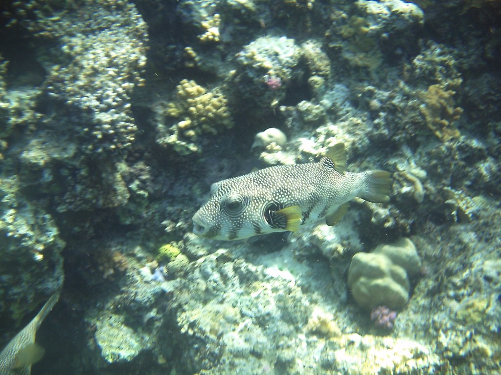 Dieser gepunkteter Igelfisch schwamm mir beim Schnorcheln am hoteleigenen Hausriff vor die Linse.(Urlaub gypten 2010).