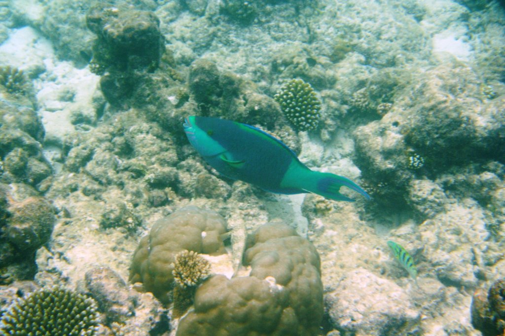 Dieser Grnbrzel-Papageienfisch (Scarus frenatus)wird von einem kleinen aber bissigen Sechstreifen-Junker verfolgt. Vorsicht vor diesen Fischen! Bissig! Malediven, Ari-Atoll am 11.11.2007.
