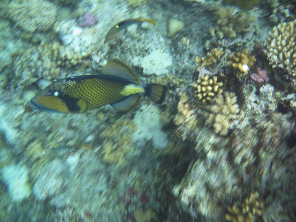 Dieser Grner Riesendrckerfisch schwamm mir beim Schnorcheln am hoteleigenen Hausriff vor die Linse.(Urlaub gypten 2010).