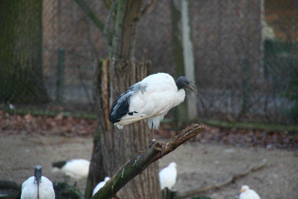 Dieser Heiliger Ibis (Threskiornis aethiopicus) hat es sich auf einem Ast bequem gemacht. 7.12.2009 Zoo Dresden.