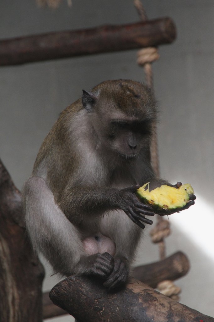 Dieser Javaneraffe (Macaca fascicularis) hat sich ein stck Ananas ausgesucht. Zoo Basel am 19.3.2010.
