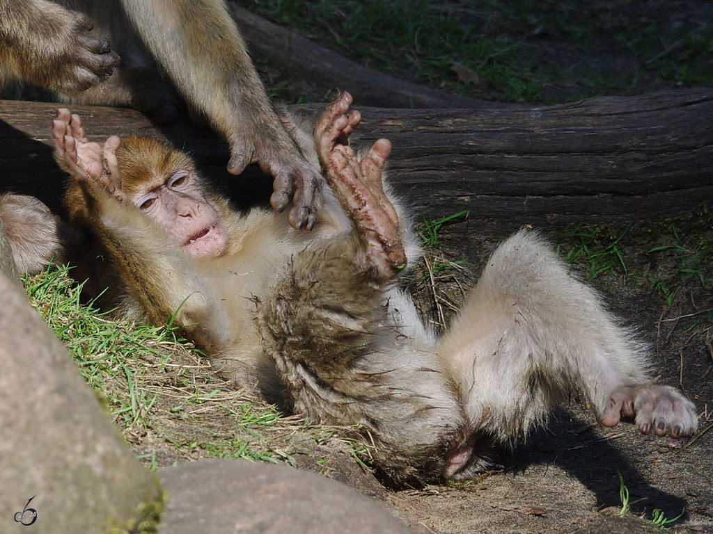 Dieser junge Berberaffe scheint mir ein richtiger Rabauke zu sein. (April 2009)