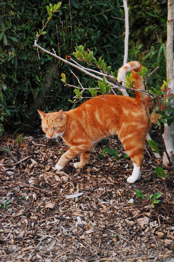 Dieser junge Kater der hier eher schchtern wirkt, ist ein Schnuser vor dem Herrn!
Er wird so gut ein halbes Jahr alt gewesen sein und kam direkt zum Schmusen, sobald man sich herunter beugte.....Foto vom 26.7.2012 bei Willich-Anrath aufgenommen.