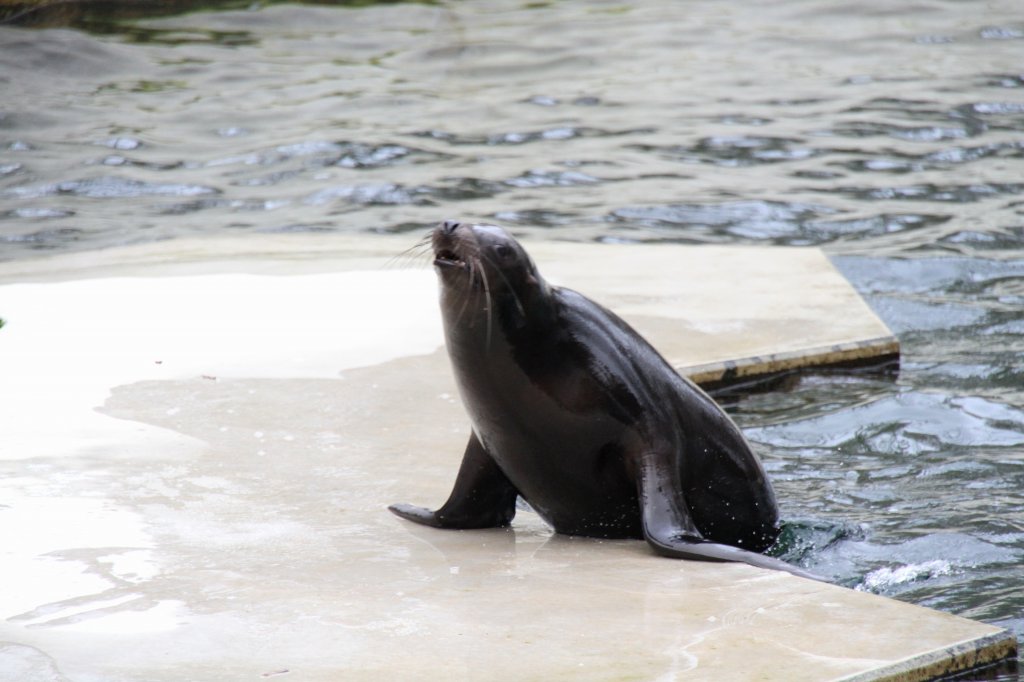 Dieser Kalifornische Seelwe (Zalophus californianus) prft vieleicht nach, ob es schon etwas zu Fressen gibt. Zoo Karlsruhe am 9.2.2010.
 
