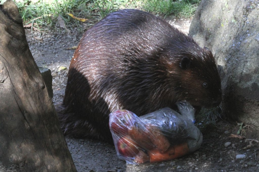 Dieser Kanadische Biber (Castor canadensis) kann es nicht abwarten, bis das Essen ausgepackt ist. Toronto Zoo am 13.9.2010.
