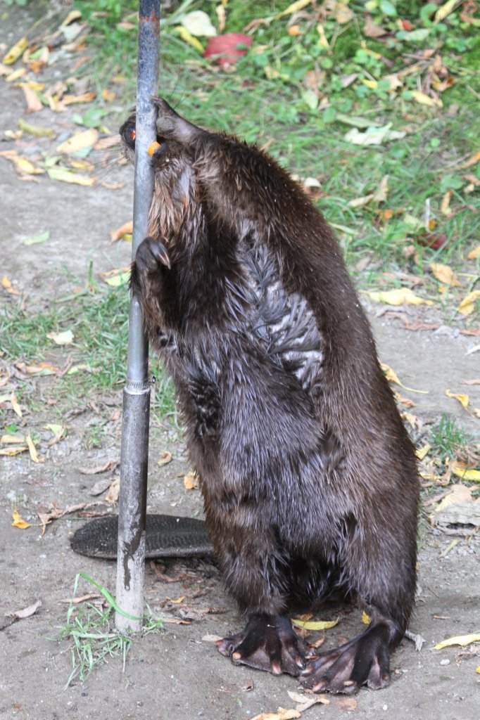 Dieser Kanadische Biber (Castor canadensis) scheint Eisen mehr als Holz zu mgen. Toronto Zoo am 25.8.2010.