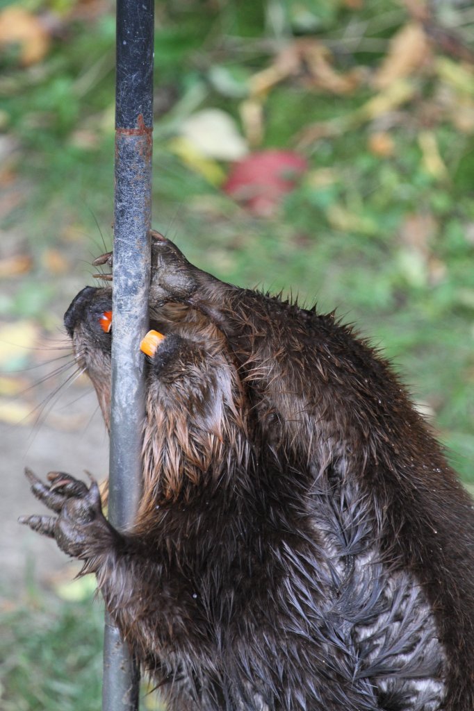 Dieser Kanadische Biber (Castor canadensis) versucht eine Eisenstange zu fllen. Toronto Zoo am 25.8.2010.