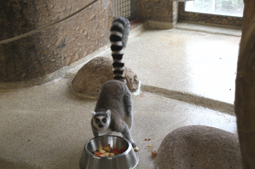 Dieser Katta (Lemur catta) scheint etwas Angst um sein Fressen zu haben. Zoo Karlsruhe am 9.2.2010.
