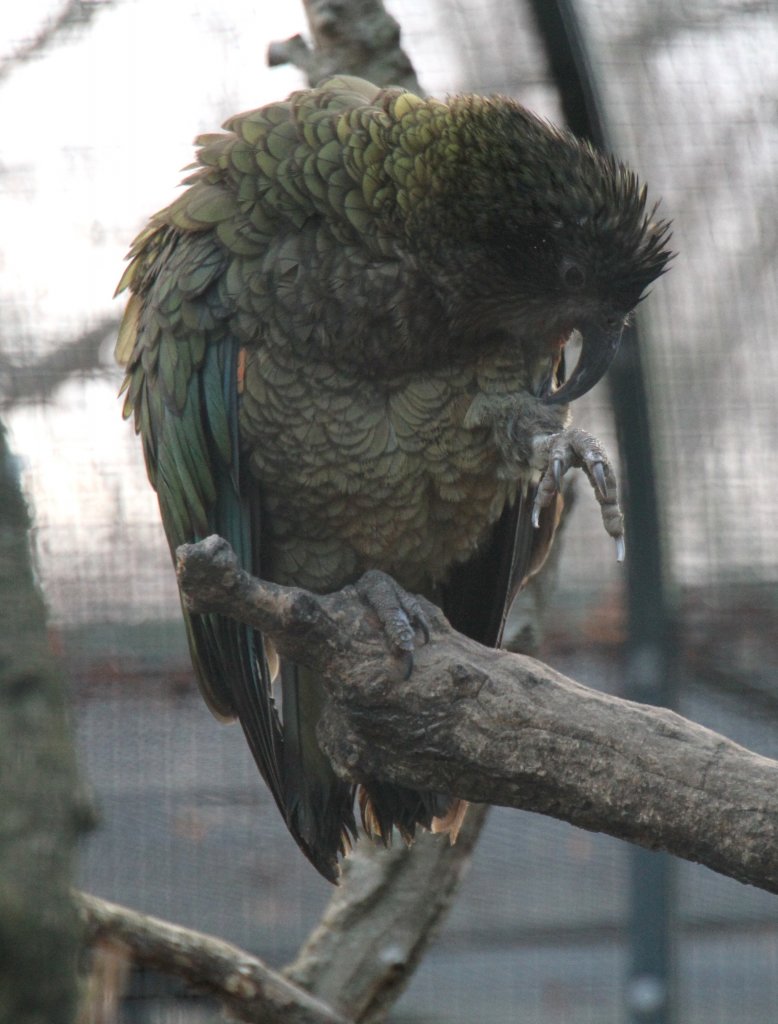 Dieser Kea (Nestor notabilis)will erst sein Gefieder vor dem Fotoschooting richten. Zoo Berlin am 25.2.2010.