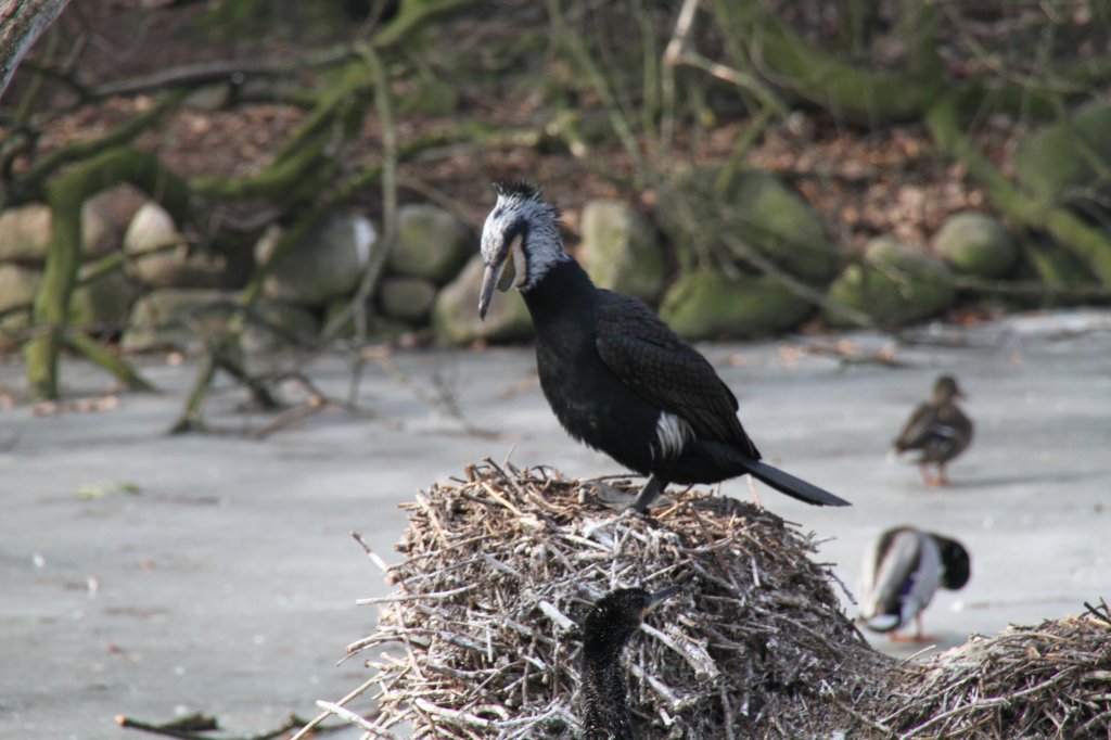 Dieser Kormoran (Phalacrocorax carbo sinensis) hat sich einen Brutplatz ausgesucht. Es fehlt nur noch das Ei. Zoo Berlin am 11.3.2010.