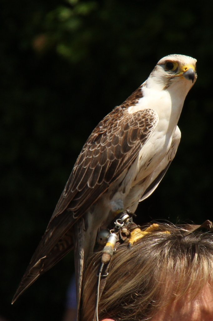 Dieser Laggarfalke (Falco jugger) ist auf einem Kopf gelandet. Vogelpark Steinen am 4.6.2010.