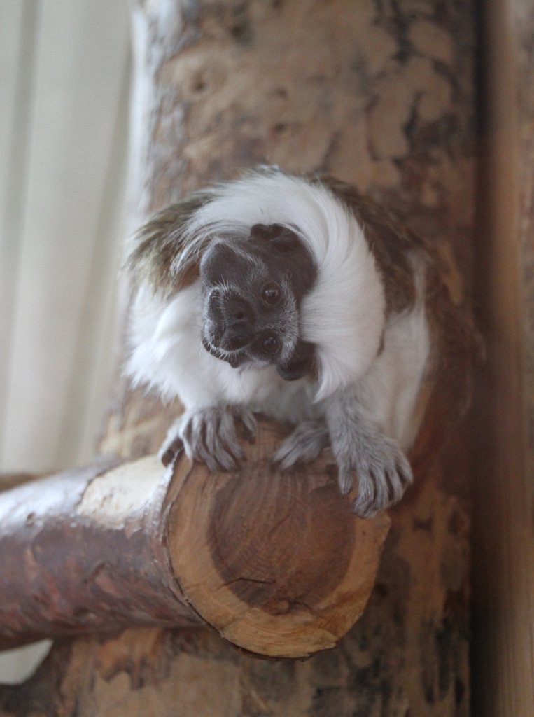 Dieser Lisztaffe (Saguinus oedipus oedipus) hat sich den Kopf verdreht. Zoo Karlsruhe am 9.2.2010.