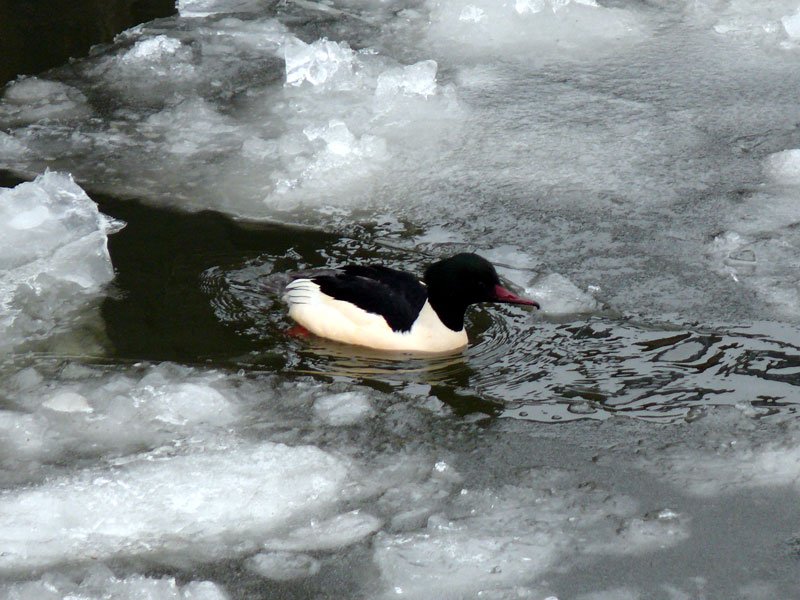 Dieser mnnliche Gnsesger (Mergus merganser) sucht in der vereisten Elbe nach Nahrung; Geesthacht, 08.02.2010
