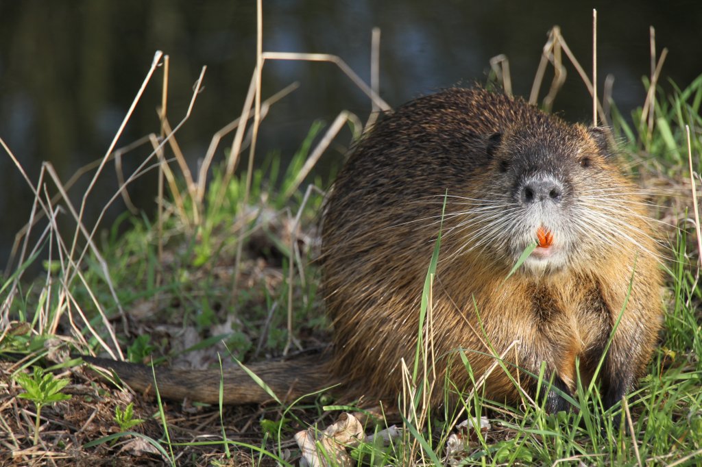 Dieser Nutria (Myocastor coypus) lt sich durch nicht aus der Ruhe bringen. 28.4.2010 in Bad Sulza.