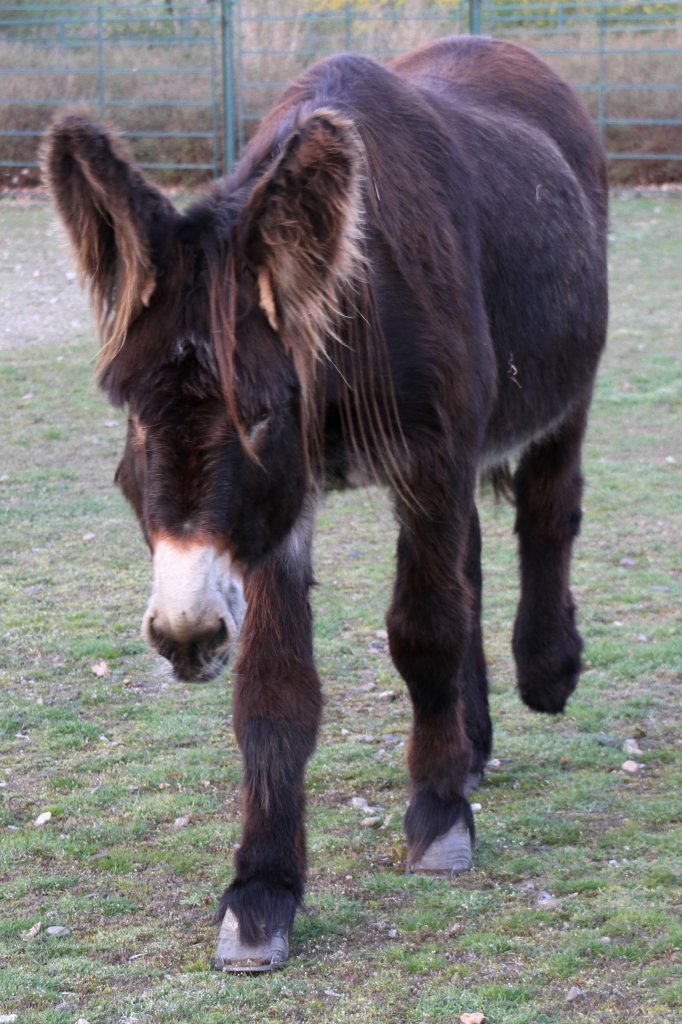 Dieser Poitou-Esel braucht Streicheleinheiten. Tierpark Berlin am 18.4.2010.