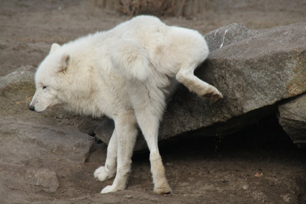 Dieser Polarwolf (Canis lupus arctos) zeigt das gleiche Verhalten wie andere Rden, die auf unseren Strassen sich herumtreiben. Zoo Berlin am 10.3.2010.