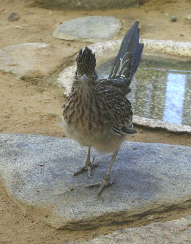 Dieser Rennkuckuck (Geococcyx californianus) versucht Eindruck zu schinden. Tierpark Berlin am 9.1.2010.