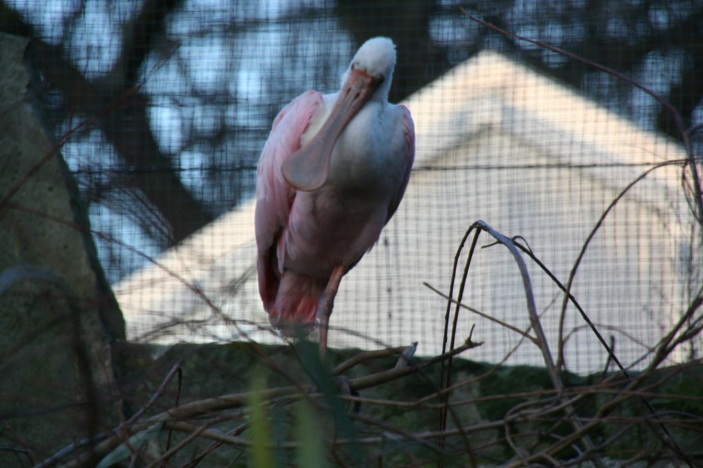 Dieser Rosalffler (Ajaja ajaja) versteckt sich etwas im Baum. Zoo Dresden am 7.12.2009.