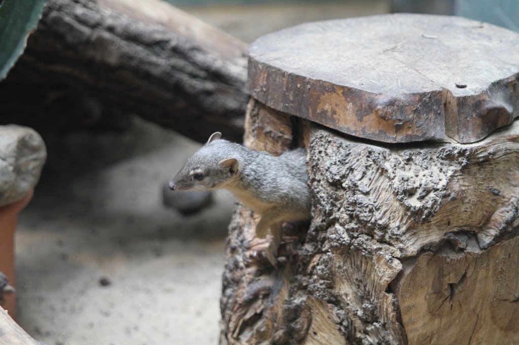 Dieser Schmalstreifenmungo (Mungotictis decemlineata) kommt gerade aus seinem Bau. Zoo Berlin am 11.3.2010.