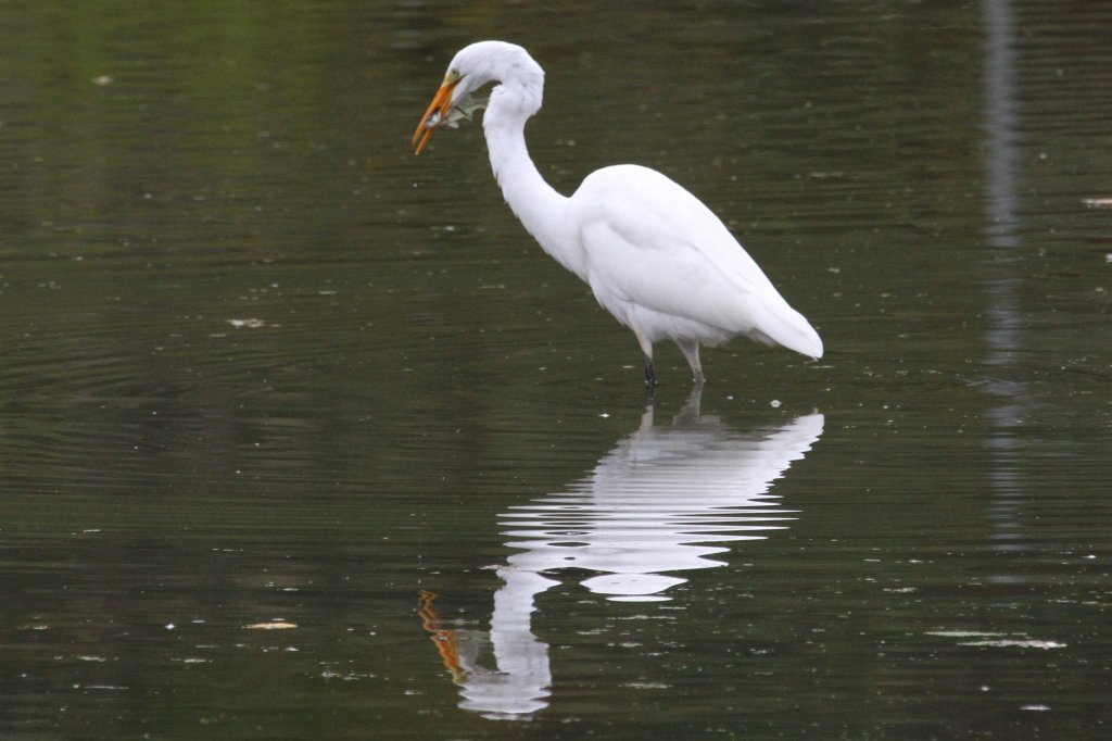 Dieser Silberreiher (Casmerodius albus oder auch Ardea alba) hat gerade einen Fisch gefangen. 2.10.2010 auf dem Gebiet des Royal Botanical Gardens in Hamilton,Ont.