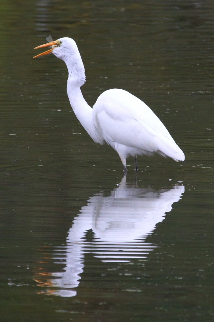 Dieser Silberreiher (Casmerodius albus oder auch Ardea alba) hat es fast geschafft eine Fisch zu verschlucken. 2.10.2010 auf dem Gebiet des Royal Botanical Gardens in Hamilton,Ont.