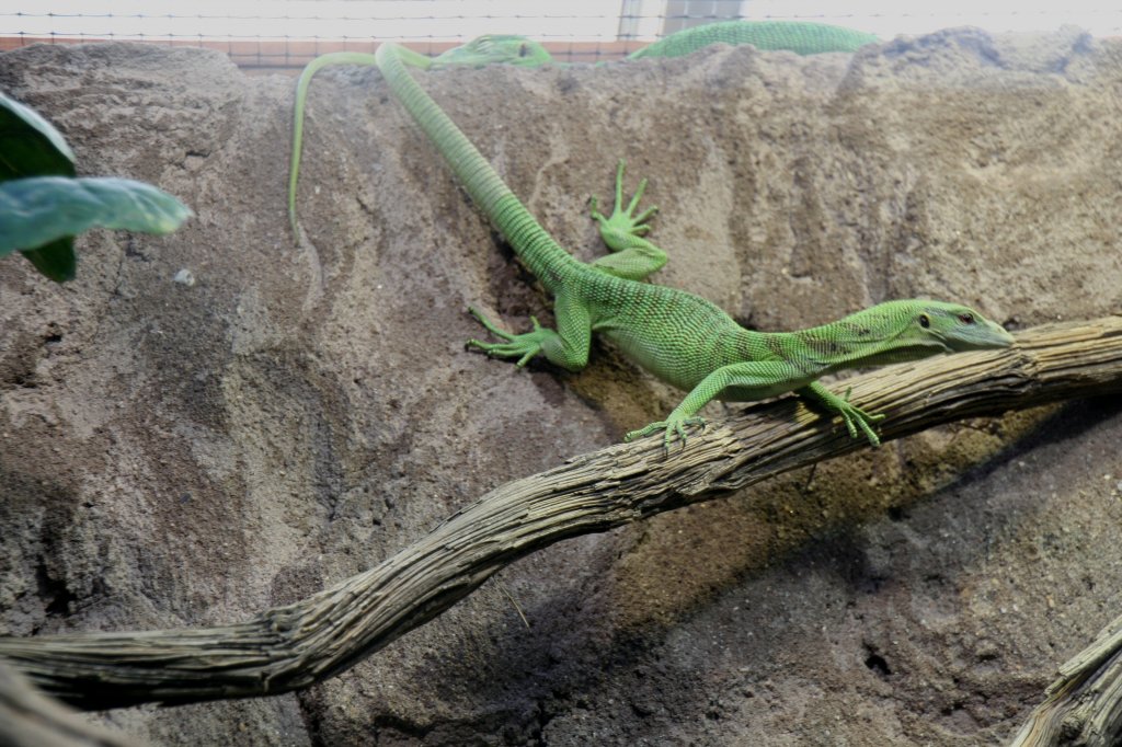 Dieser Smaragdwaran (Varanus prasinus) kann ziemlich schnell sein. 7.12.2009 im Zoo Dresden.