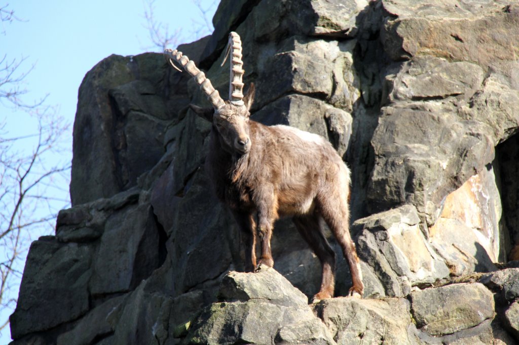 Dieser statliche Sibirischer Steinbock (Capra ibex sibirica) hlt Ausschau nach Nebenbuhlern. Zoologischer Garten Berlin am 25.2.2010.