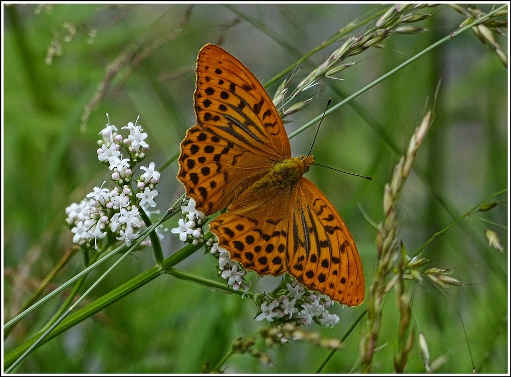 Dieser stattliche Kaisermantel (Argynnis paphia) ffnete seine Flgel komplett, um von mir fotografiert zu werden. 04.07.2012 (Hans)