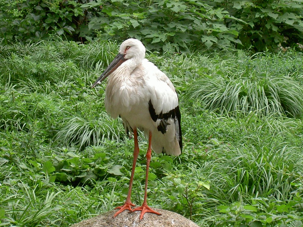 Dieser Storch, ein Maguaristorch (Ciconia maguari) hat sich aus den Anden in den Zoo von Shanghai verirrt.
