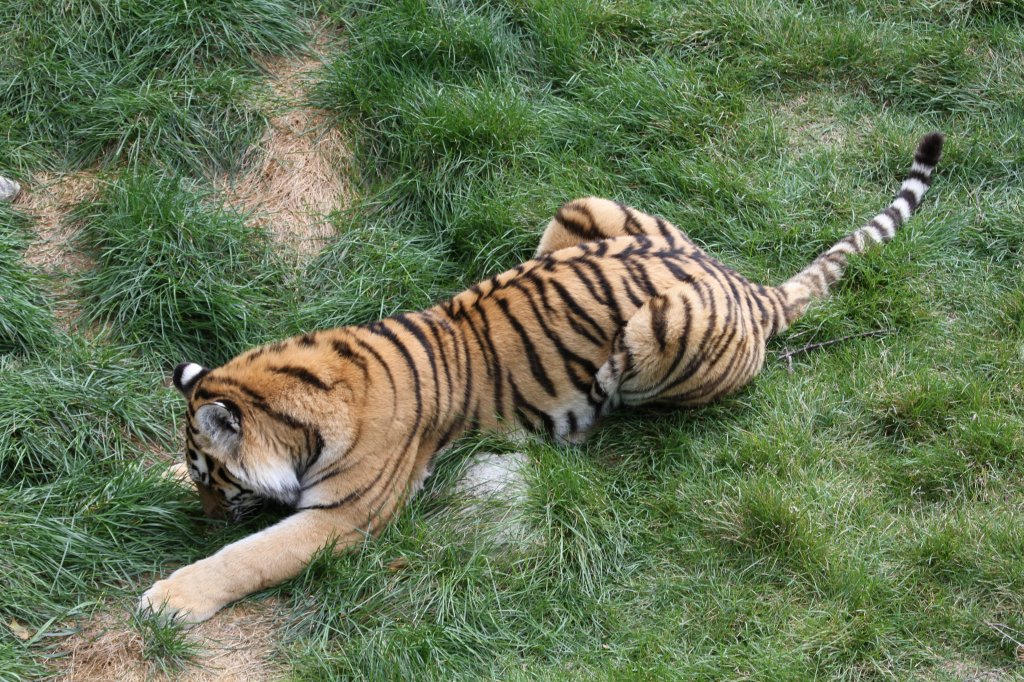 Dieser Tiger scheint etwas gefunden zu haben. Sibierischer Tiger am 18.9.2010 im Zoo Sauvage in St.Flicien.