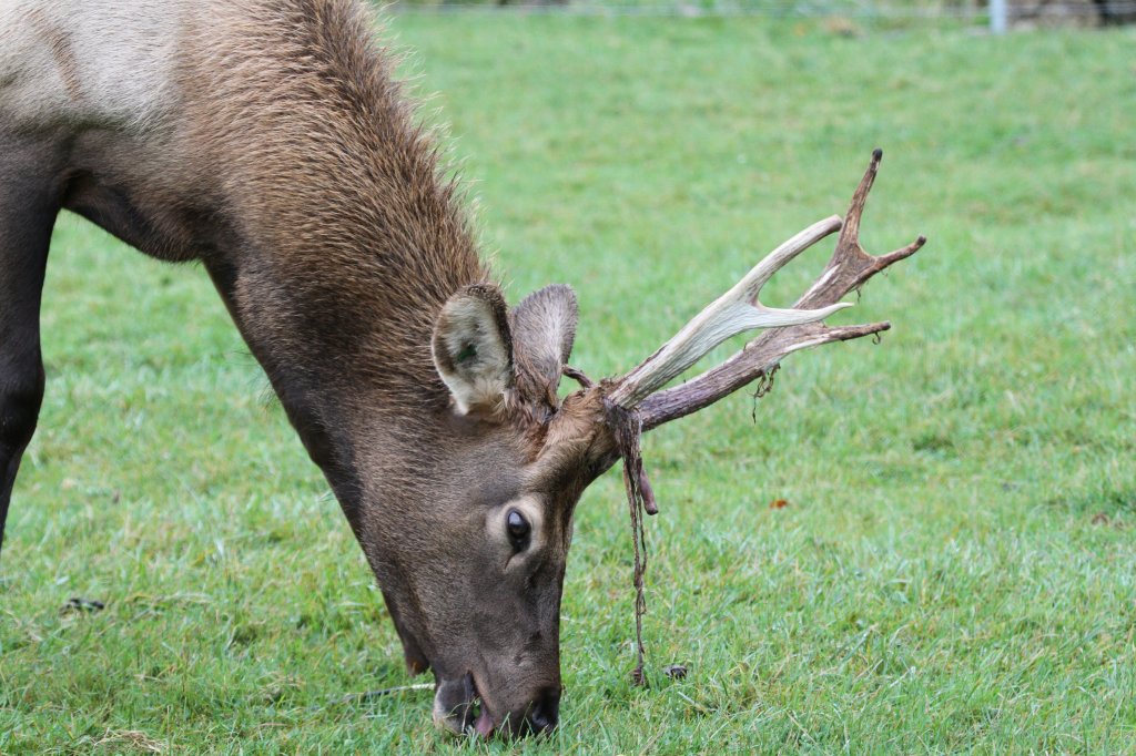 Dieser Wapiti (Cervus canadensis) mu noch ein paar Jahre warten, bis er bei den Weibchen zum Zuge kommt. African Lion Safari in Cambridge,Ont am 2.10.2010.