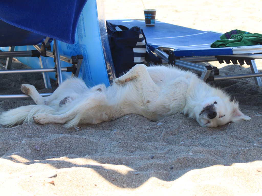 Dieser wildlebende Hund hat es sich am 27.06.2011 am Strand von Kiotari auf Rhodos im Schatten eines Sonnenschirm gemtlich gemacht.