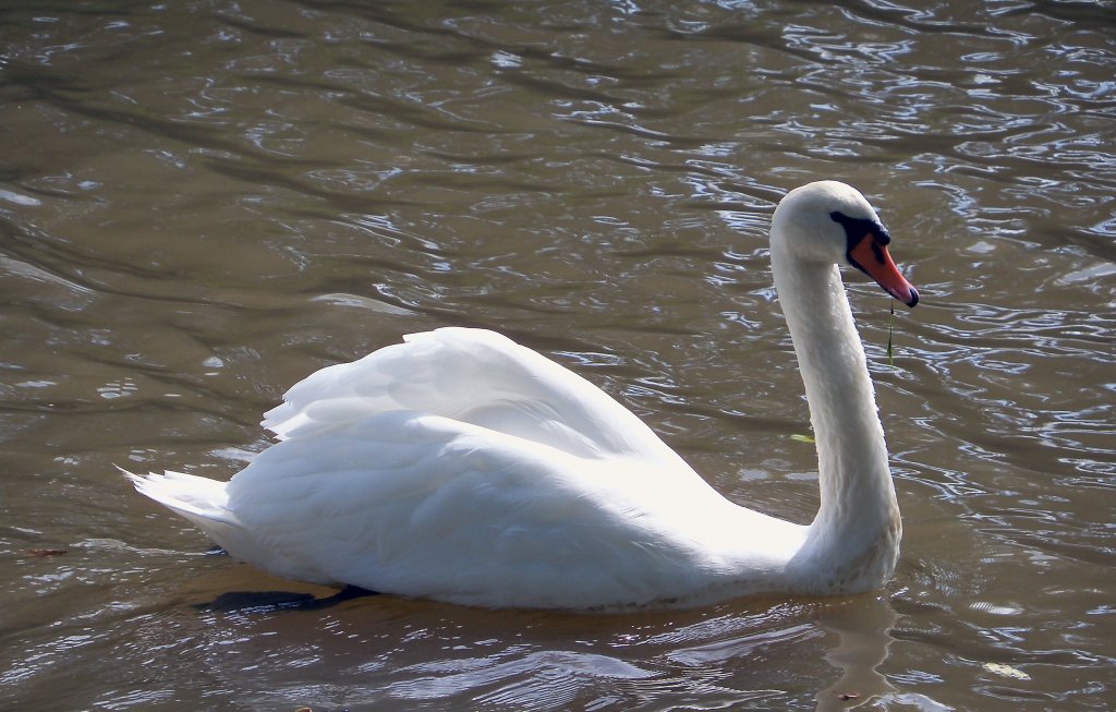 Dieser wunderschne Schwan schwamm am 17.9.2011 in der Karlsaue in Kassel.