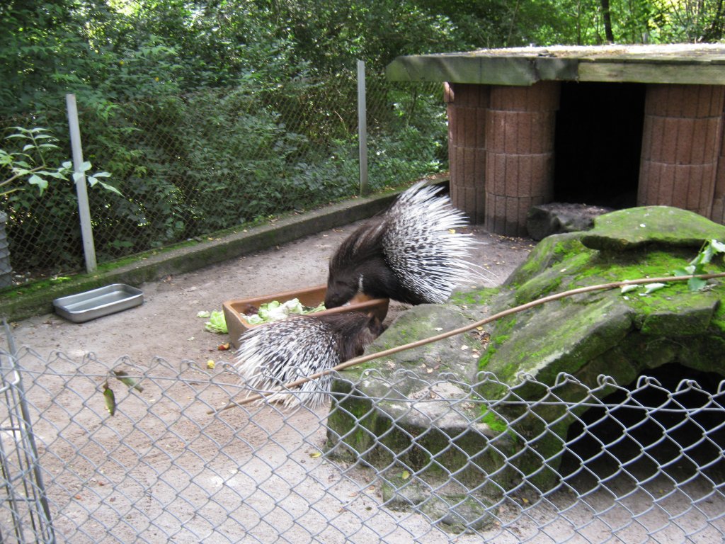 Dieses Bild zeigt zwei Stachelschweine beim Futtern. Aufgenommen habe ich das Foto beim Tag der offenen Tr im Saarbrcker Zoo am 12.09.2010.
