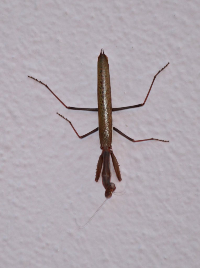 Dieses ca. 10-15cm lange europische Gottesanbeterin habe ich am 05.10.2011 auf einer Hauswand auf Rhodos (GR) fotografiert. Danke an Pat_42 fr die Hilfe bei der zuordnung.