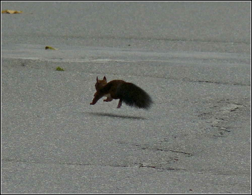 Dieses Eichhrnchen macht sich vor mir aus dem Staub. 16.09.2010 (Hans)