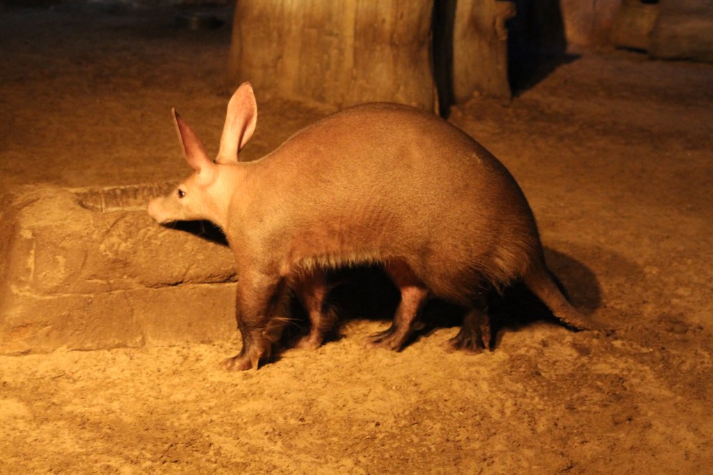 Dieses Erdferkel (Orycteropus afer) shaut nach, ob es schon etwas zum Essen gibt. Zoo Berlin am 11.3.2010.