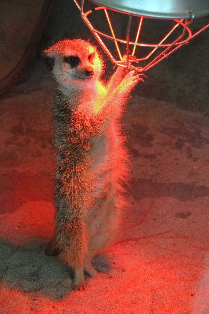 Dieses Erdmnnchen (Suricata suricatta) versucht dem wrmenden Rotlicht besonders nah zu sein. Zoo Karlsruhe am 9.2.2010.