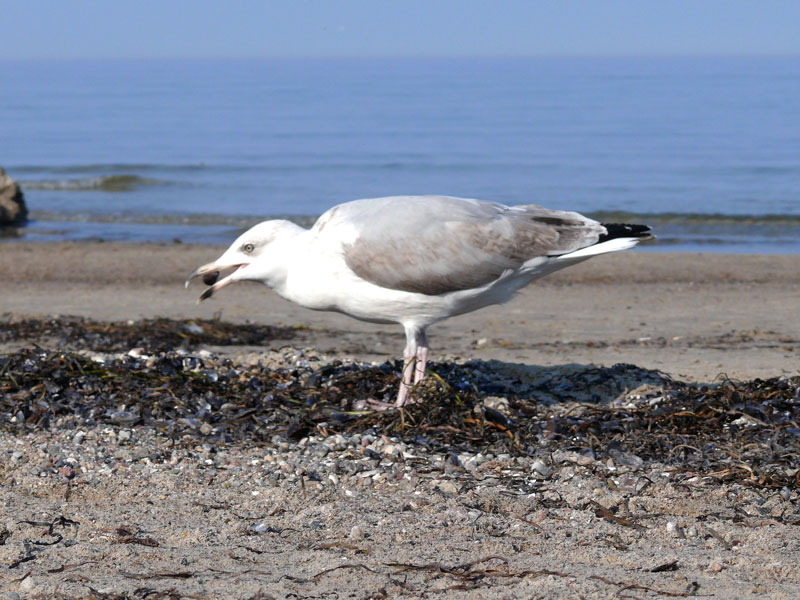 Dieses Foto erweckt den Eindruck, als wre die Muschel eine harte Nuss fr die Mwe, doch das Aufnehmen vom Boden und Hinunterschlucken geschah (lt. Kamera) binnen einer Sekunde. (Strand in Boltenhagen, September 2009)
