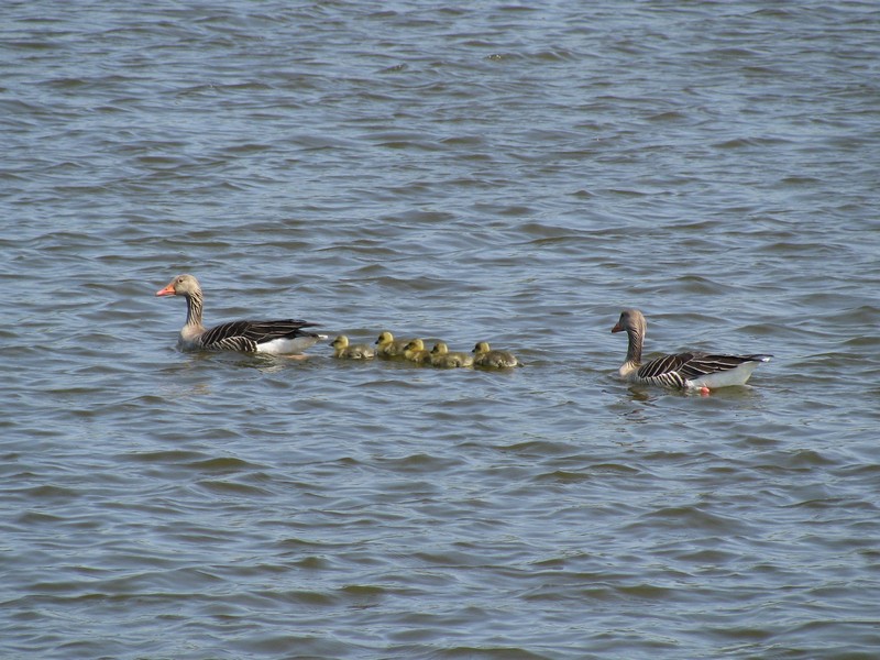 Dieses Gnseprchen habe ich auf Burgsee in Schwerin ablichten knnen [23.04.2011]