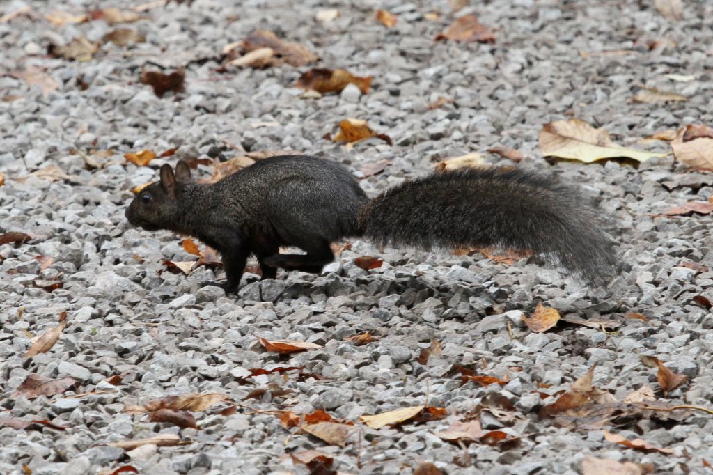 Dieses Grauhrnchen (Sciurus carolinensis) hat es eilig. Am 2.10.2010 auf dem Gebiet des Royal Botanical Gardens in Hamilton,Ont.