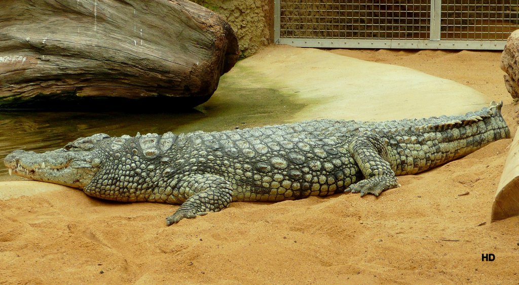 Dieses Krokodil im Klner Zoo lie sich durch die Besucher nicht stren. 