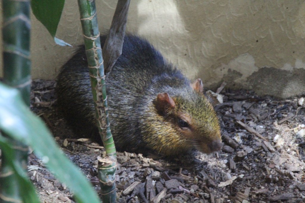 Dieses reglos im Dunkeln siztende Fellknul ist ein Zwergaguti oder auch Rotes Acouchi (Myoprocta acouchy). Zoologischer Garten Berlin am 25.2.2010.